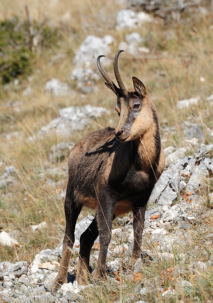 Camoscio d''Abruzzo Rupicapra pyrenaica ornata